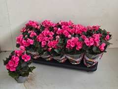 Begonia Double Adonia Pink 9Ø 28cm