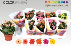 Kalanchoe Double Mix 10Ø 20cm