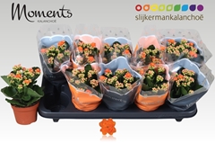 Kalanchoe Double Sumo Orange 10Ø 23cm