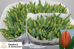 Tulip Single Orange Juice 40cm 35gr.