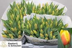 Tulip Single Ms Li 40cm 30gr.