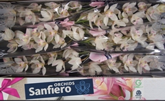 Cymbidium Hms. White Sensation 80cm