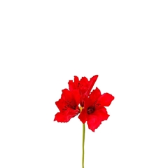 Artificial Flowers Amaryllis 65cm
