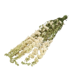 Dried Flowers Delphinium 65-70cm X10