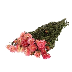 Dried Flowers Helichrysum 45cm 100g