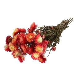 Dried Flowers Helichrysum 45cm 100g