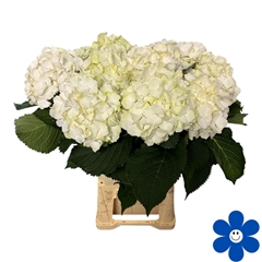 Hydrangea White Verena 65cm 15-17cm Hd
