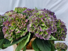 Hydrangea Verena Classic 80cm 18-20cm Hd