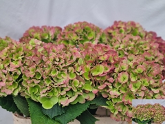 Hydrangea Verena Classic 80cm 18-20cm Hd