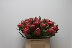 Protea Lancelot 40cm