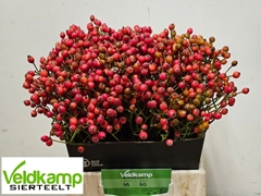 Rose Magical Autumn's Glory 45cm