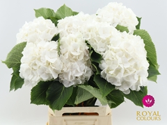 Hydrangea White Verena 60cm 16-18cm Hd