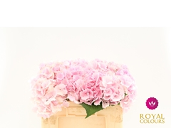 Hydrangea Verena 50cm 16-18cm Hd