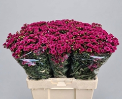 Chrysanth Santini Madiba Pink Tyolo 60cm 58gr.