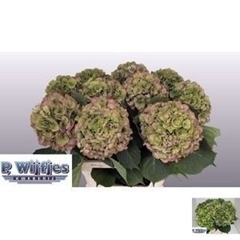 Hydrangea Elbtal Classic 80cm 20-22cm Hd