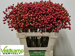 Rose Magical Autumn's Glory 60cm