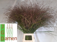 Panicum Squaw 95cm