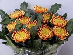 Chrysanth Single Fuego 75cm 100gr.