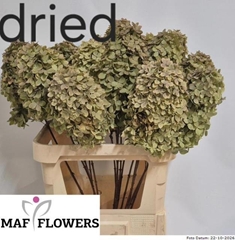 Hydrangea Candle Classic 80cm 14-16cm Hd