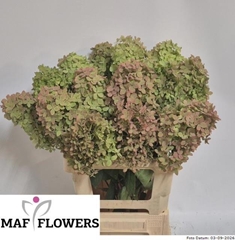 Hydrangea Candle Classic 70cm 12-14cm Hd