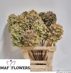 Hydrangea Candle Classic 60cm 10-12cm Hd