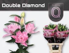 Lily Oriental Double Diamond 95cm 4+