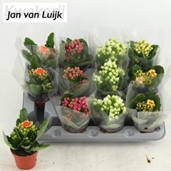 Kalanchoe Single Mix 5 Colours 6Ø 13cm