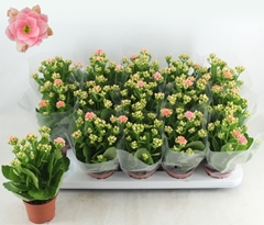 Kalanchoe Double Claraq2 9Ø 24cm