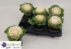 Brassica Oleracea 10Ø 17cm
