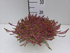 Calluna Garden Girls Bonita 23Ø 18cm