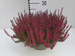 Calluna Garden Girls Franca 23Ø 25cm