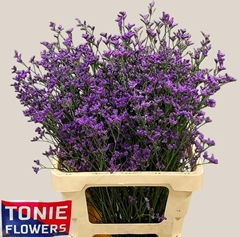 Limonium Sinense Kansas Blue 70cm 35gr.