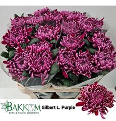 Chrysanth Single Gilbert Leagh Purple 80cm 125gr.