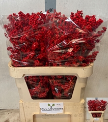 Ilex Verticillata 80cm
