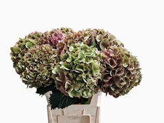 Hydrangea Sibilla Classic Red 80cm 21-23cm Hd