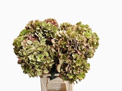 Hydrangea Sibilla Classic Red 60cm 19-21cm Hd