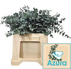 Eucalyptus Gunnii Azura 35cm