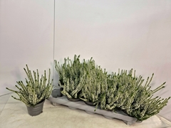 Calluna Callu Nova Arcticwhite 10Ø 20cm