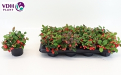 Gaultheria Big Berry 12Ø 16cm