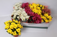 Chrysanth Mix 12Ø 26cm