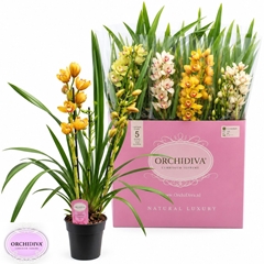 Cymbidium Mixed 14Ø 85cm 3st