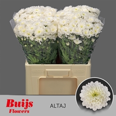 Chrysanth Spray Altaj 60cm 50gr.