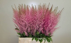 Astilbe Erika 65cm