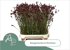 Sanguisorba Officinalis Arnhem 90cm