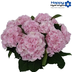 Hydrangea Verena 65cm 15-17cm Hd