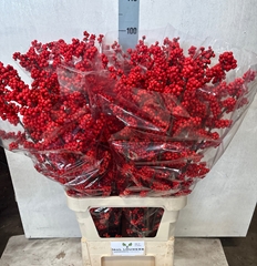 Ilex Verticillata 100cm