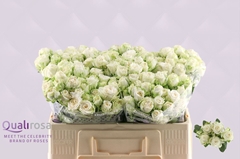 Rosa Spray Miss Bombastic 50cm 4+