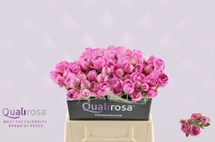 Rosa Spray Purple Bubbles 40cm 3+
