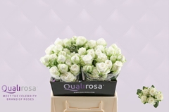 Rosa Spray Miss Bombastic 40cm 3+