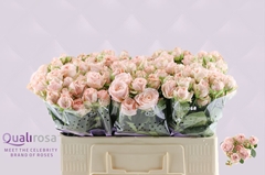 Rosa Spray Bombastic 50cm 4+